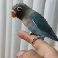 طوطی برزیلی دستی