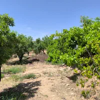 باغ مستح و صاف|فروش دفتر صنعتی، کشاورزی، تجاری|سامان, |دیوار