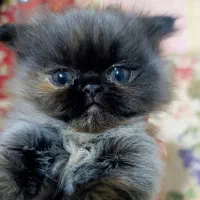 فروش گربه نر پرشین فلت