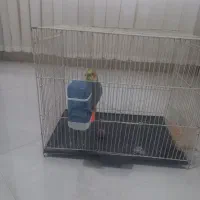 عروس هلندی نر