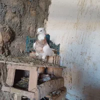 کبوتر|پرنده|بجنورد, |دیوار