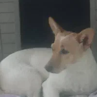 پاکوتاه ماده