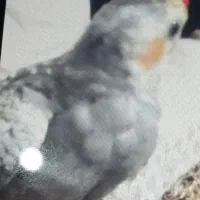 پرنده گمشده