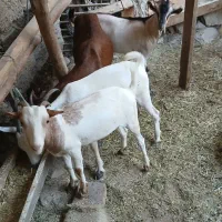 کهره بز بندر خمیر|حیوانات مزرعه|بندرعباس, |دیوار