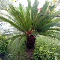 گل و گیاه|گل و گیاه طبیعی|کلاچای, |دیوار