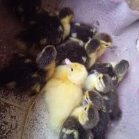 جوجه اردک اسرائیلی