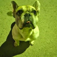 سگ گمشده مژدگانی دارد|حیوانات|هشتگرد, شهرک ولیعصر (مصلی)|دیوار