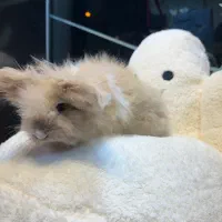 خرگوش‌‌لوپ اصیل|موش و خرگوش|تهران, قیطریه|دیوار