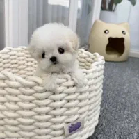 مالتیپو عروسکی|سگ|تهران, سردارجنگل|دیوار