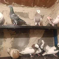 کفتر کاکلی|پرنده|پلدشت, |دیوار