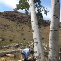 خرید انواع چوب|خدمات باغبانی و درختکاری|اراک, |دیوار