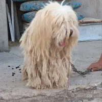 حیوان خانگی