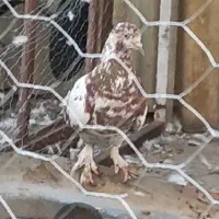 کفتر