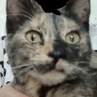 حیوان خونگی