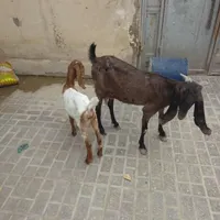 بز مری|حیوانات مزرعه|خاش, |دیوار