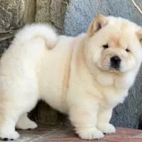 سگ چاو چاو نر بلک فروش یا معاوضه