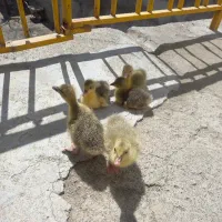 غاز|پرنده|تویسرکان, |دیوار