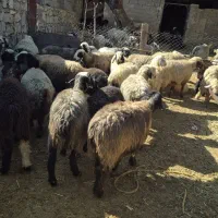 60راس میش جوان داشتی|حیوانات مزرعه|دهدشت, |دیوار