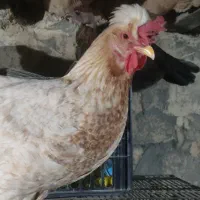 مرغ و خروس ویاندوت و مرغ محلی|حیوانات مزرعه|مریوان, |دیوار