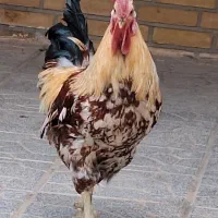 خروس خونگی|حیوانات مزرعه|یزد, |دیوار