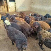 نر بره چاق|حیوانات مزرعه|آزادشهر, |دیوار