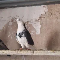 کفتر شازده سیاه