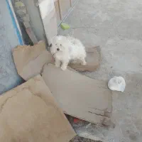 سگ پاپی شیتزو|سگ|پیر بکران, |دیوار