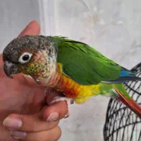 طوطی گرینچیک