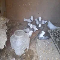 کفتر طوقی|پرنده|قروه, |دیوار
