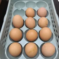 تخم نطفه داری پلیموت راک آمریکایی