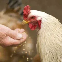 خروس معاوضه با مرغ دارم فوری