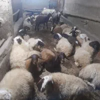 گوسفند داشتی آبستن|حیوانات مزرعه|حسین آباد, |دیوار