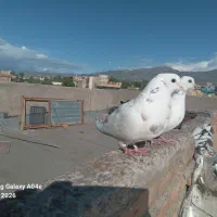 کبوتر