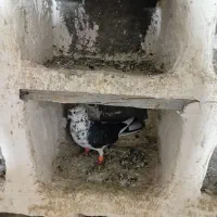 کبوتر|پرنده|خرمدره, |دیوار