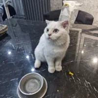 اسکاتیش سیلور