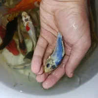 ماهی کوی باله بلند و کوتاه ، گلدفیش ، قرمز مولد|ماهی|اراک, |دیوار