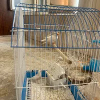 فروش چهار عدد فنج همراه با قفس
