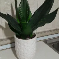 گل سانسوریا سیلور گل خاص