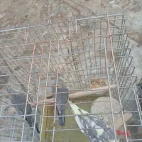 عروس هلندی گم شده