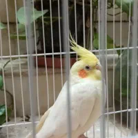 یک عدد عروس هلندی|پرنده|شیراز, پودنک|دیوار