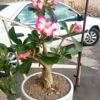 گل ادونیوم