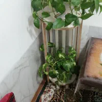 استند گل|گل و گیاه طبیعی|جهرم, |دیوار