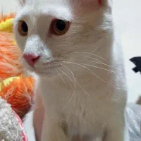 واگزاری گربه