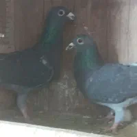 کفتر پلاکی مسافتی