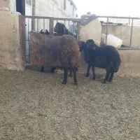 قوچ همو وبره نرهمووماده هترو|حیوانات مزرعه|قوچان, |دیوار