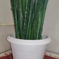 گل سانسوریا