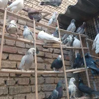 حدود ۵۰ عدد کفتر گرفتنی|پرنده|تهران, جوادیه|دیوار