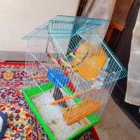جفت عروس هلندی مولد تخم گزار|پرنده|مشهد, رده|دیوار