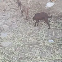 بز با دوقلو نر وماده