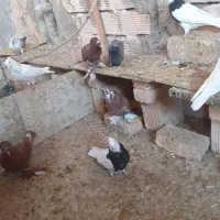 کبوتر طوقی کله دم سبز سرخ